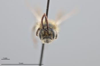 Media type: image;   Entomology 739452 Aspect: head frontal view